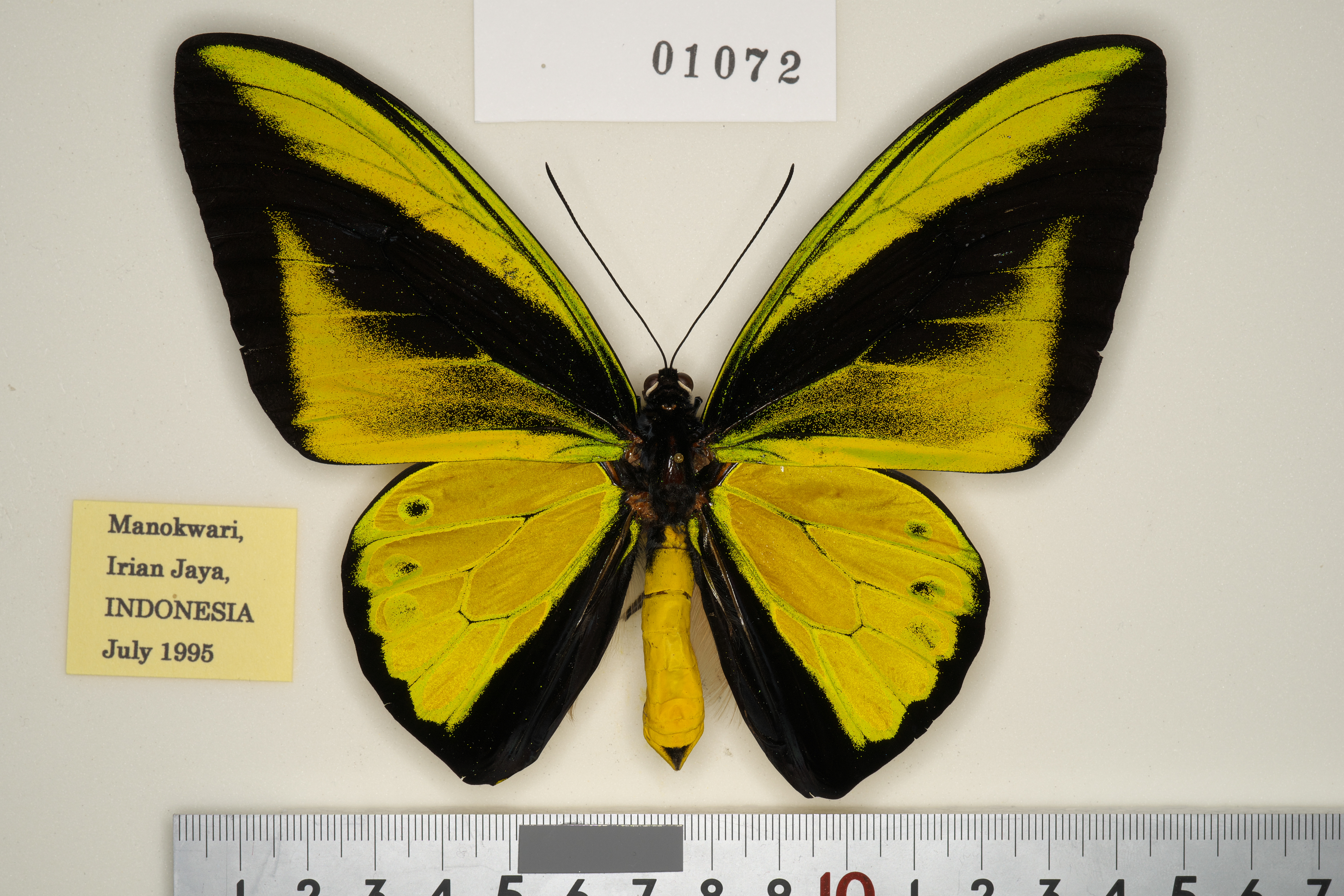 110-01072 | トリバネアゲハデジタル大図鑑（大屋崇コレクション）